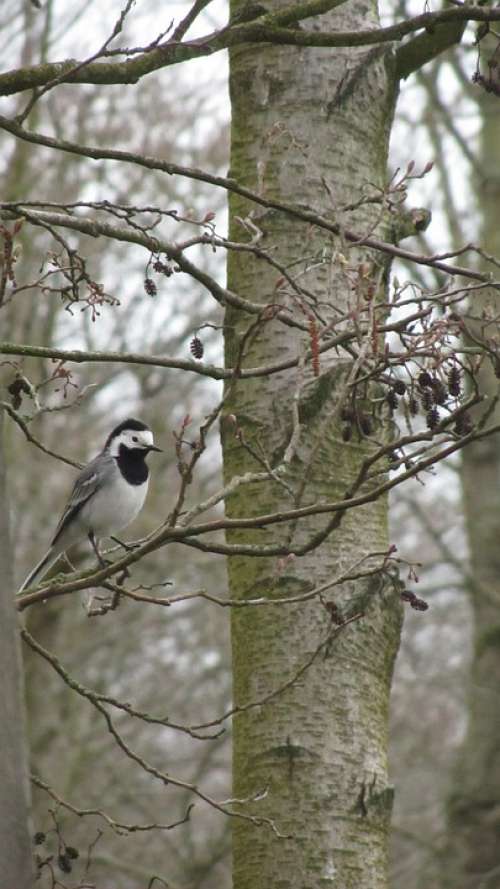 Bird Forest Müritz National Park Nature