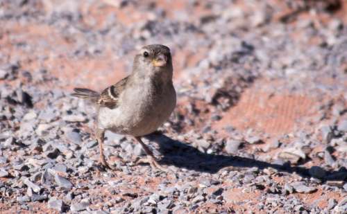 Bird Desert Southwest Wild Animal Wildlife