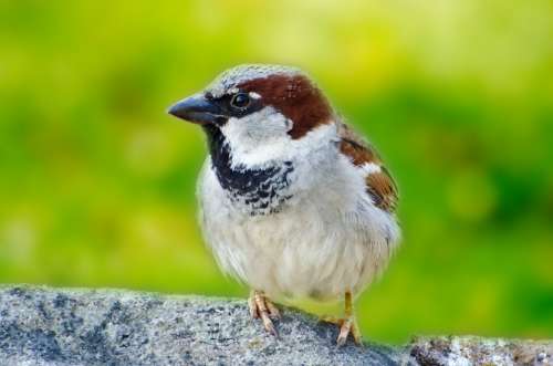 Bird Green Animals Aviator Wild Small Sparrow