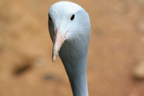 Bird Crane Blue Grey Head Face Bill Pink
