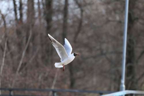 Bird Seagull Flying Animal Nature Flight