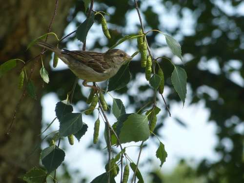 Bird Sparrow House Sperrling Animal Nature