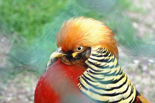 Bird Cock Nature The Head Of The Beak Pen Color