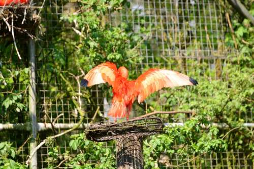 Bird Red Bird Animals Water Pretty Wing Span