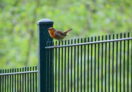 Bird Robin Forest Fence Nature