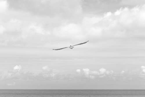 Bird Seagull Gull Ocean Fly Wings Feather