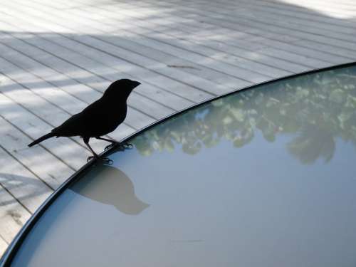 Bird Table Deck Finch Black Finch St Lucia