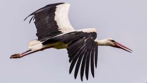 Bird Stork Nature Birds Beak Sky Fly Take Off