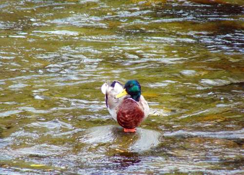 Bird Duck Water Nature Reflections Stone River