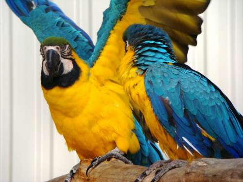 Bird Wings Parrot Colorful Birds