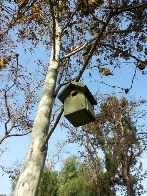 Bird Nest Birdhouse Tree