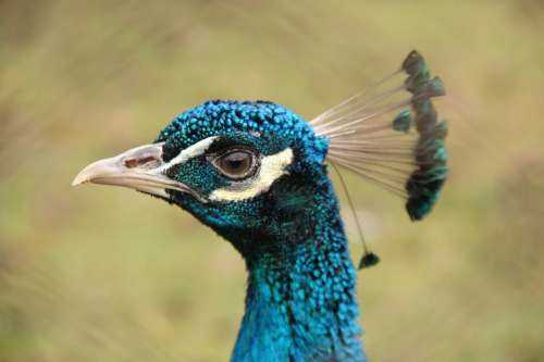 Bird Blue Poultry Peacock