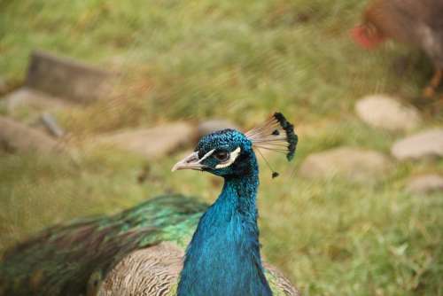 Bird Blue Flights Peacock