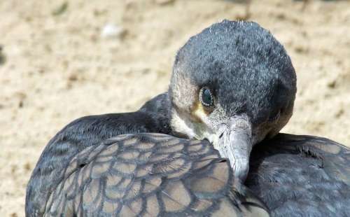 Bird Cormorant Phalacrocorax Carbo Water Bird Head