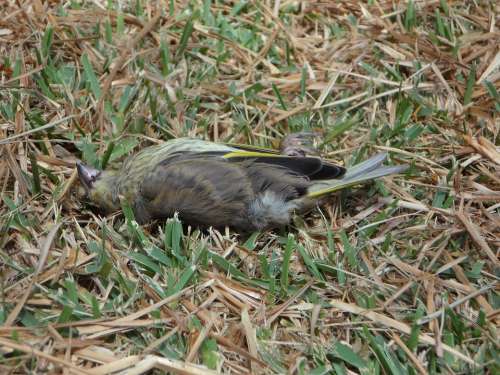 Bird Songbird Fink Dead Death Dead Bird Accident
