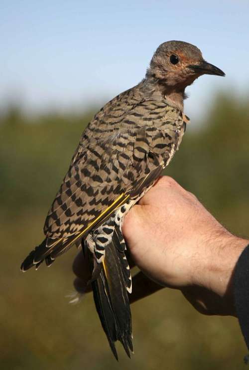 Bird Flicker Northern Birds Animals Fauna