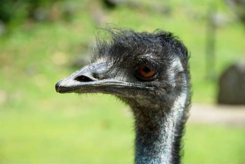 Bird Emu An Head Birds Animals Fauna