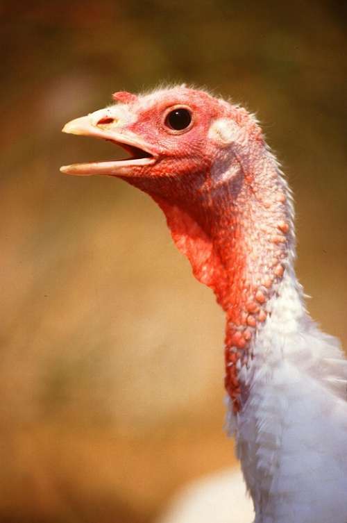 Bird Female Turkey Birds Animals Fauna