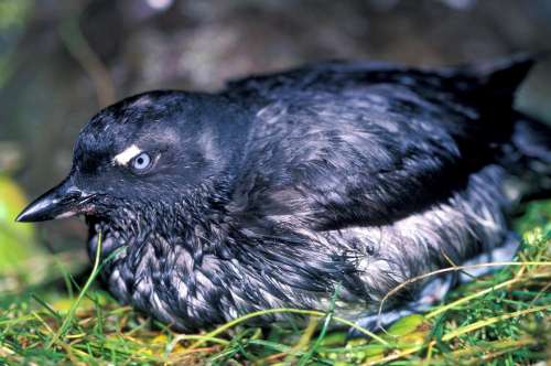 Bird Cassins Auklet Crested Birds Animals Fauna