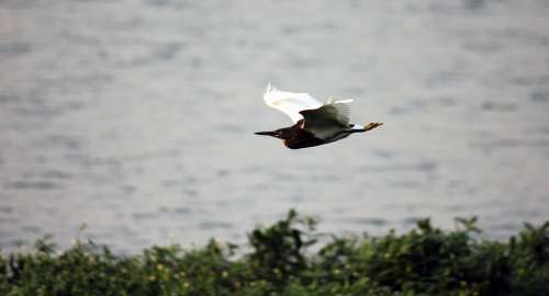 Bird Flight Motion Fluttering Wildlife Flying