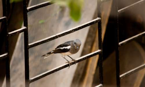 Bird Small Fence Iron