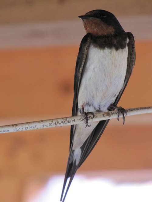 Bird Animal Swallow Pen Winged Feathered Feather