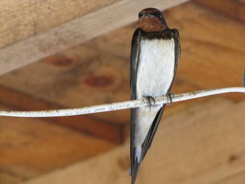Bird Animal Swallow Pen Winged Feathered Feather