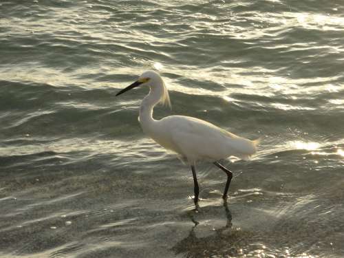 Bird Mar Beach