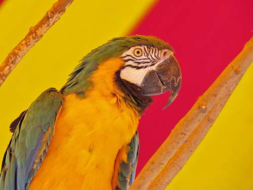 Bird Parrot Orange Animal Exotic Colorful Beak