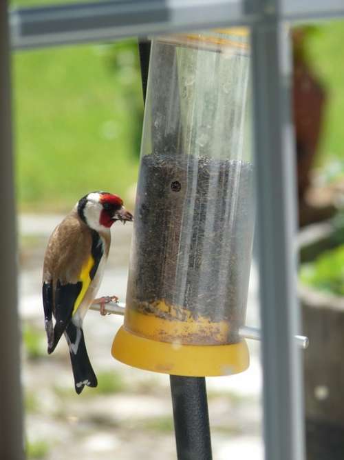 Bird Goldfinch Wildlife Yellow Nature Wild