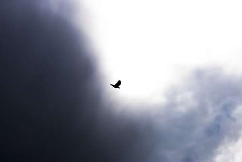 Bird Flying Sky Clouds Nature Freedom