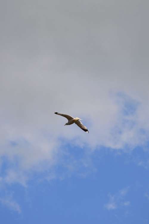 Bird Sky Blue Clouds