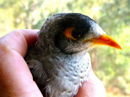 Bird Beak Head Colorful Wild Beautiful Nature