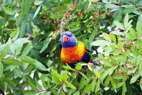 Bird Parrot Rainbow Lorikeet Rainbow Lorikeet