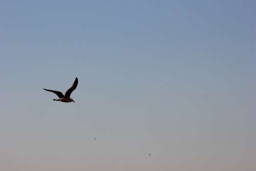 Bird Gull Wing Flying Sky