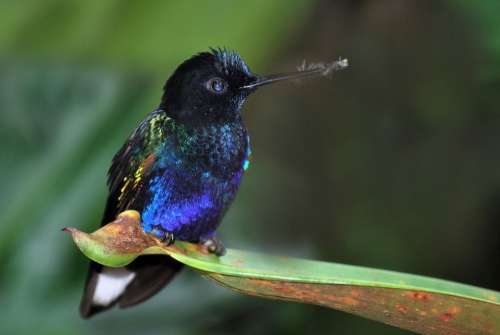 Bird Blue Nature Wildlife Colorful Tropical Avian