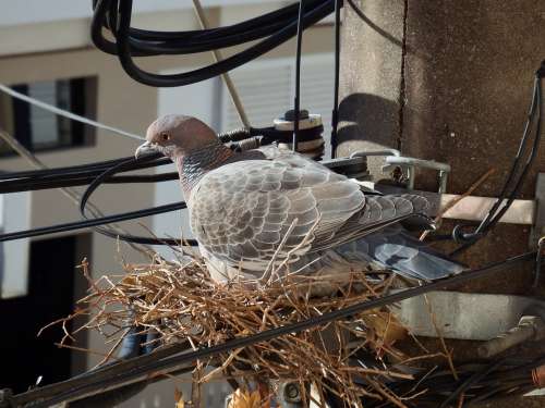 Bird Pigeon Pigeon Nest Birdie Dove