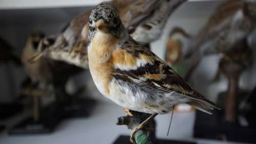 Bird Stuffed Taxidermy Museum Biology Feather