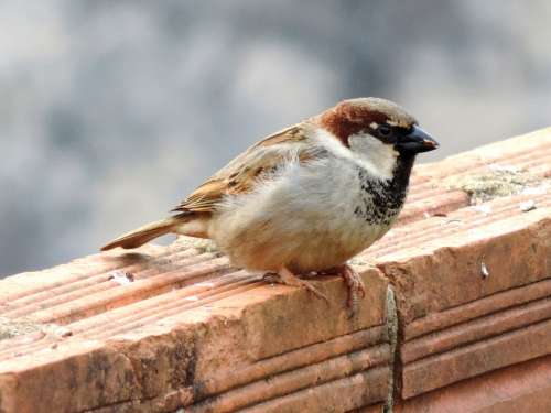 Bird Sparrow Bird In Muro