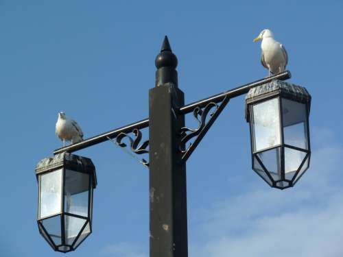 Bird Seagull Beach Wildlife Lamp