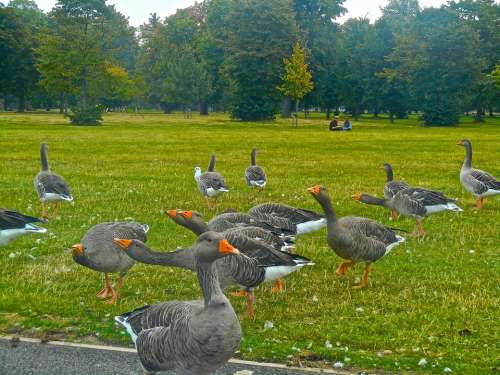 Bird Animals Goose Kensington Gardens Hyde Park
