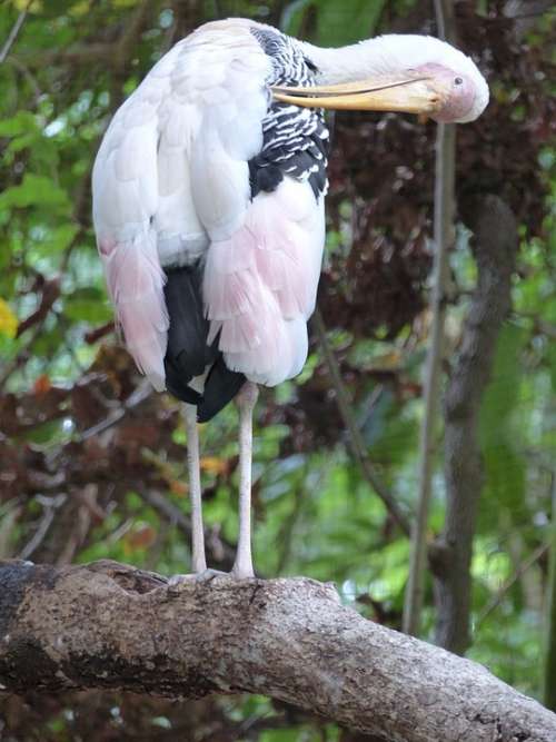 Bird Marabou Thailand