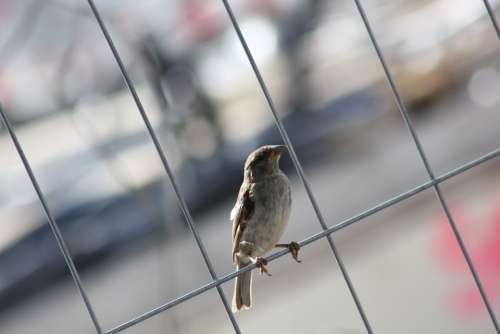 Bird Sparrow Sperling Close Up Feather Fence