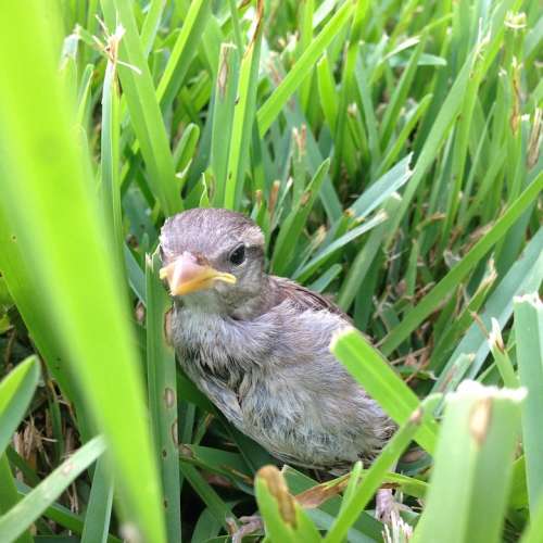 Bird Animal Cute Grass Wild Nature Baby