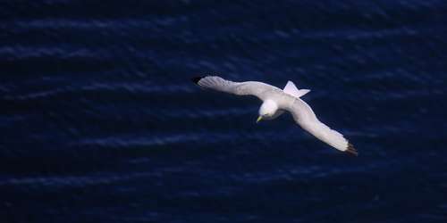Bird Flying Sea Seagull Nature