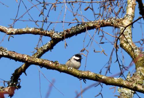 Bird Luster Cup Branches Trees Nature