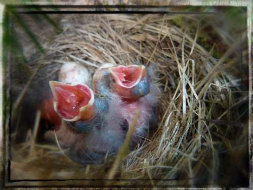 Bird Nest Chicks Young Animals Nature