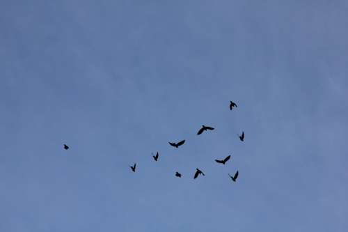 Bird Birds Himmel Silhouettes Blue Fly