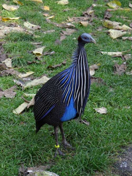 Bird Steppe Plains Wild Chicken Africa Protected