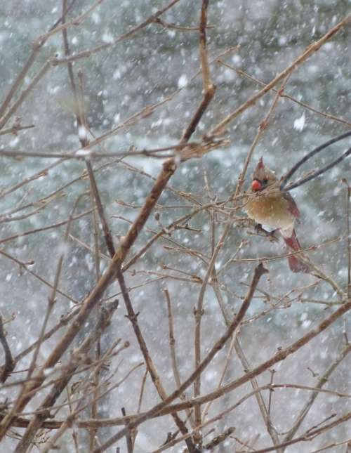 Bird Cardinal Female Snow Winter Outside